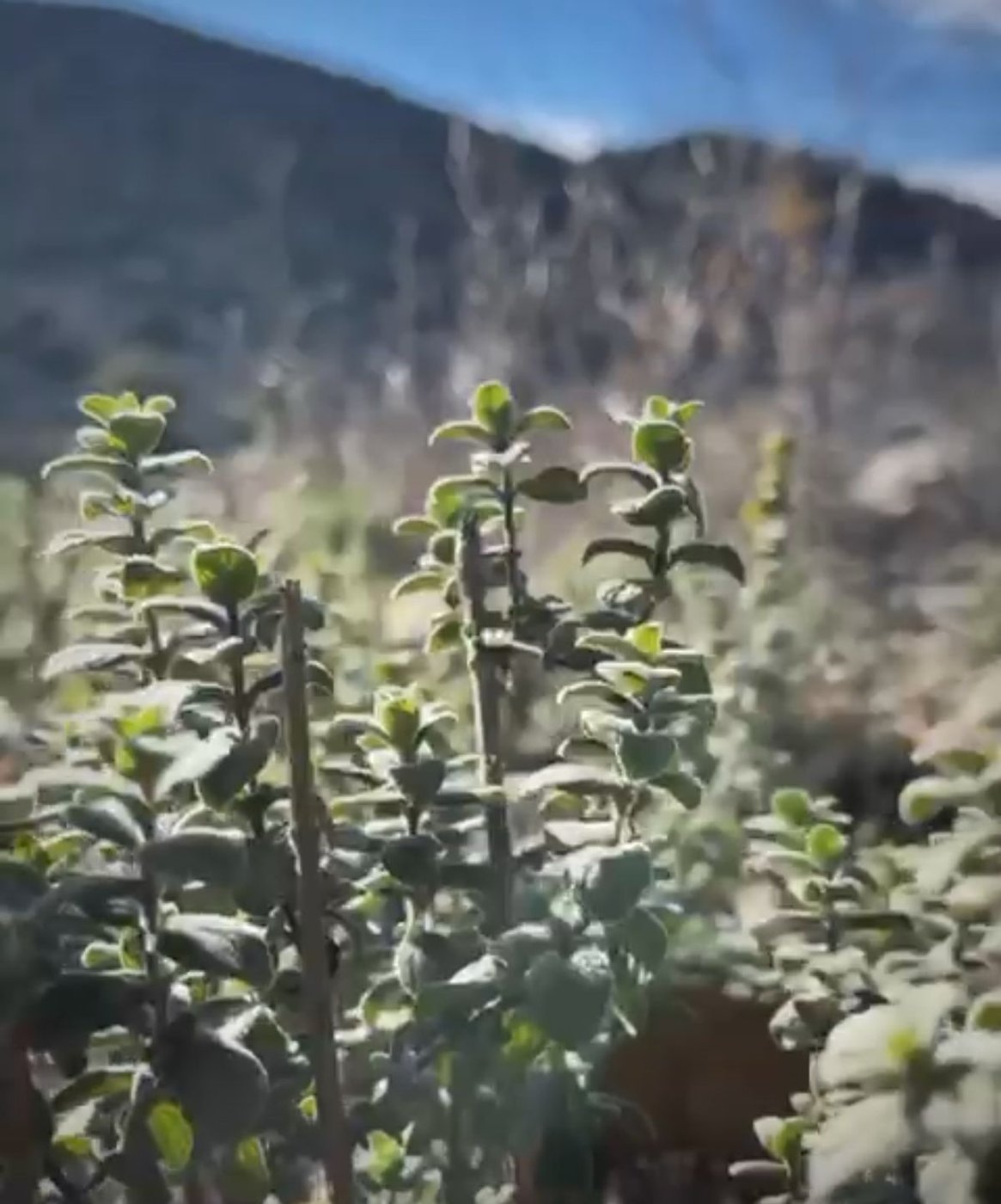 Wild thyme growing in the Lebanese mountains
